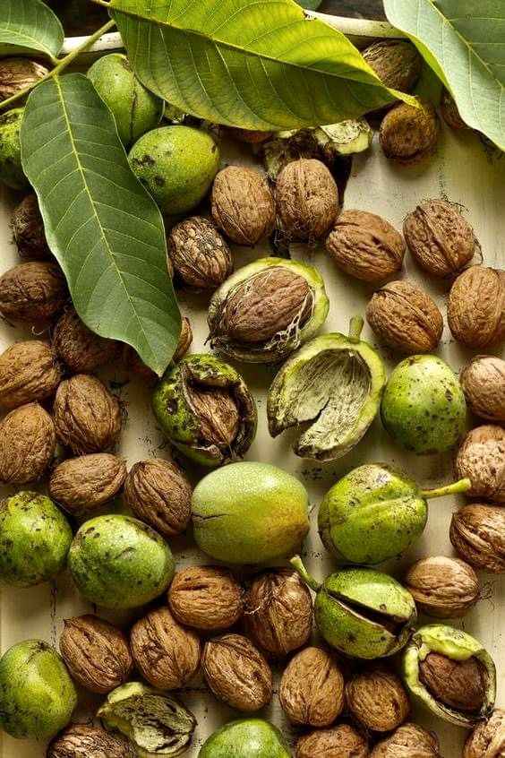 خشکبار نیک روش-nikravesh-مظنه